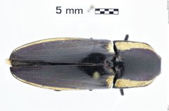 Foto (Dorsalansicht) von Chalcolepidius apacheanus (NHMW-ZOO-COL-0010943)